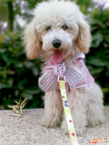 都益寵物醫藥會員招募開啟 尊享專屬服務，寵物用品免費拿